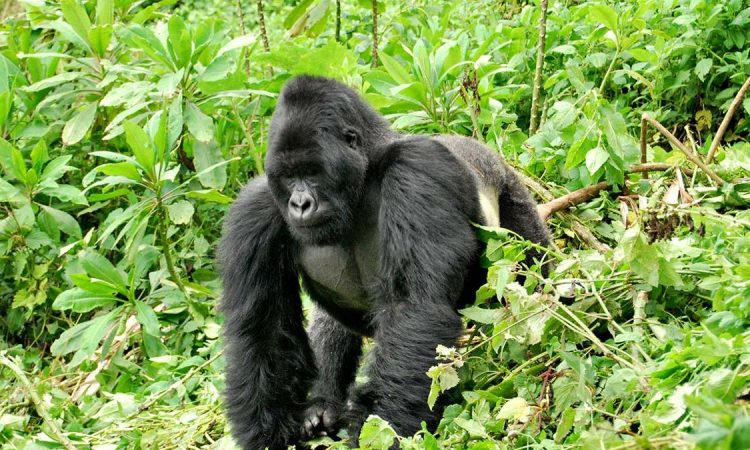 Best Time for Gorilla Trekking in Africa