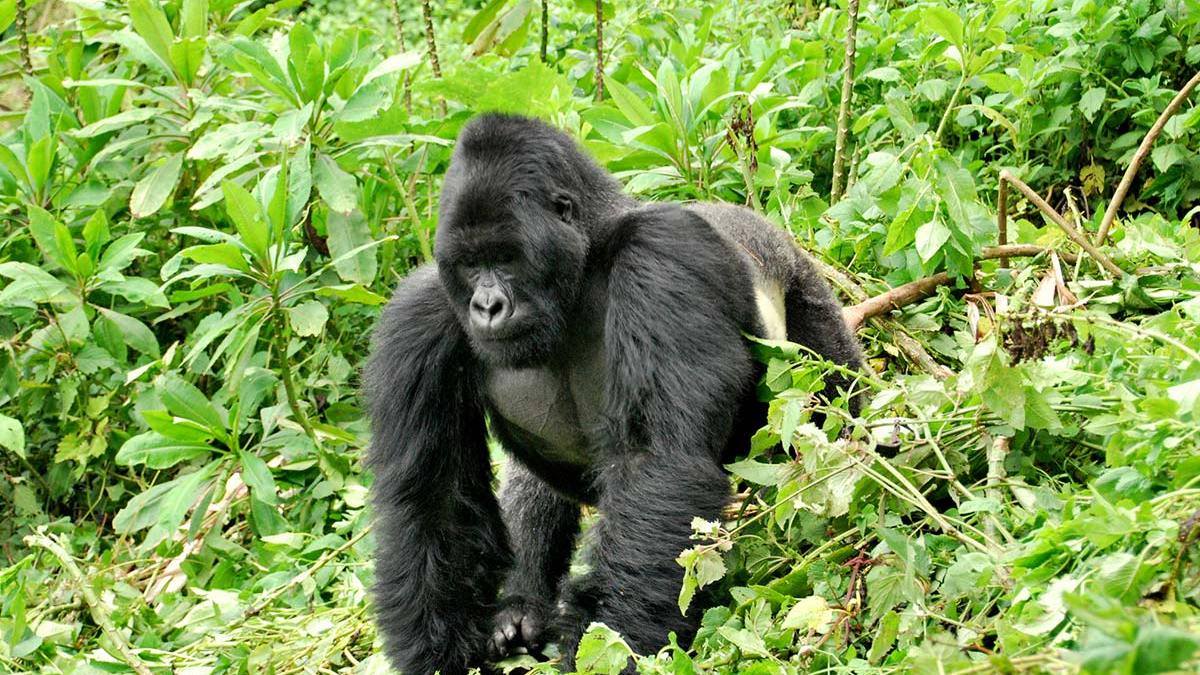 Best Time for Gorilla Trekking in Africa