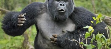 Gorilla Trekking in Rwanda