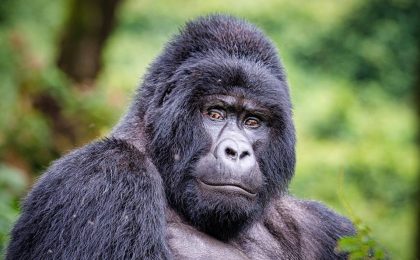 Silverback gorillas in Volcanoes national park