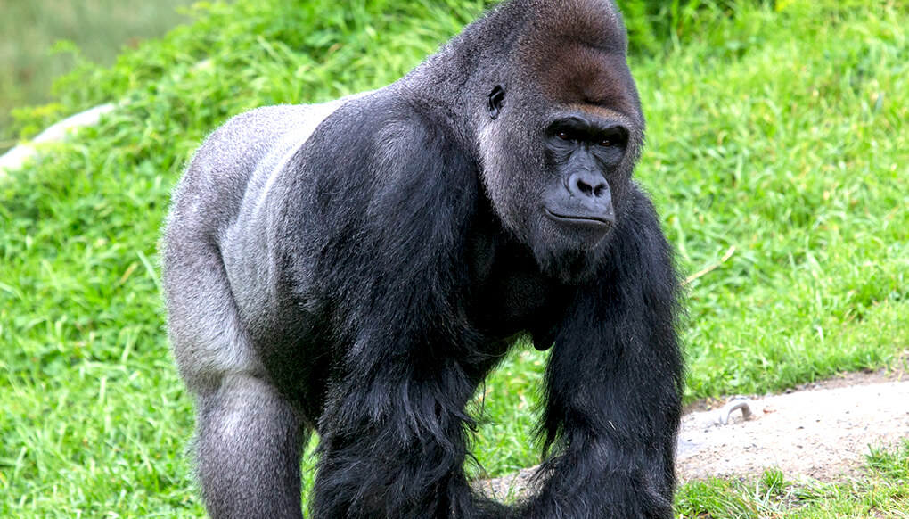 Western lowland gorillas