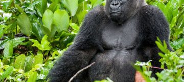 Western lowland gorillas