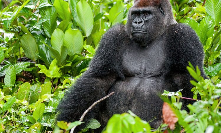 Western lowland gorillas