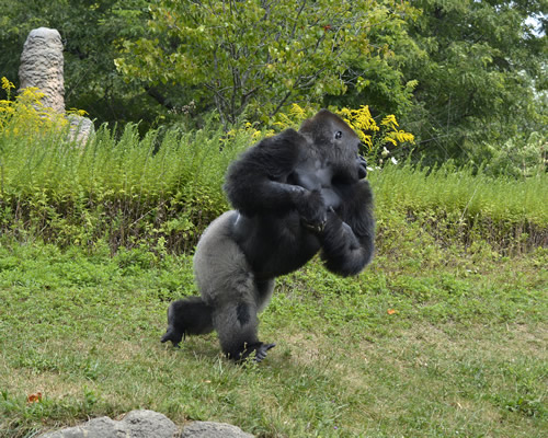 What To do when a Gorilla Charges at you