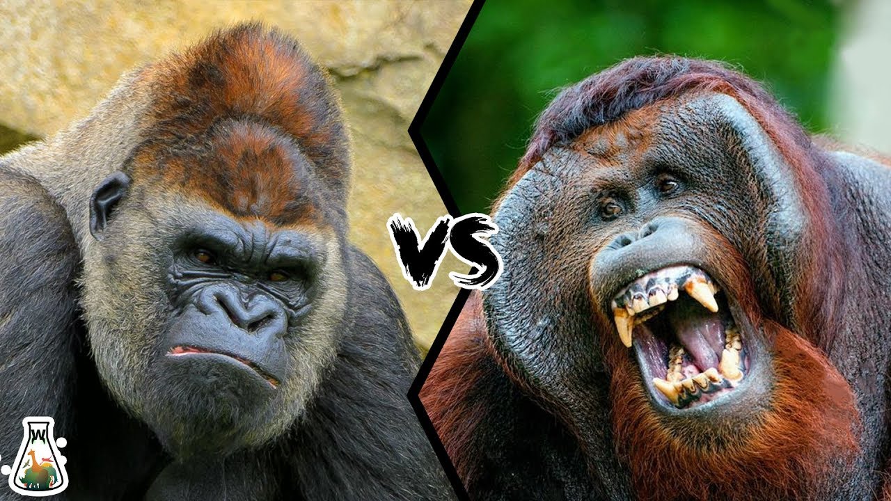 What is Stronger a Gorilla or Chimpanzee