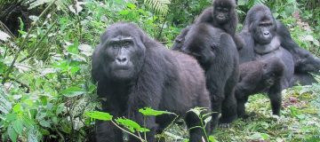 Why Are Mountain Gorillas Endangered?