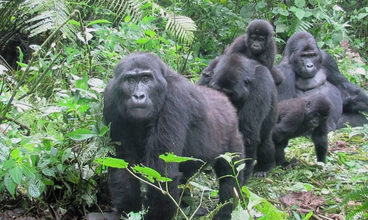 Why Are Mountain Gorillas Endangered?