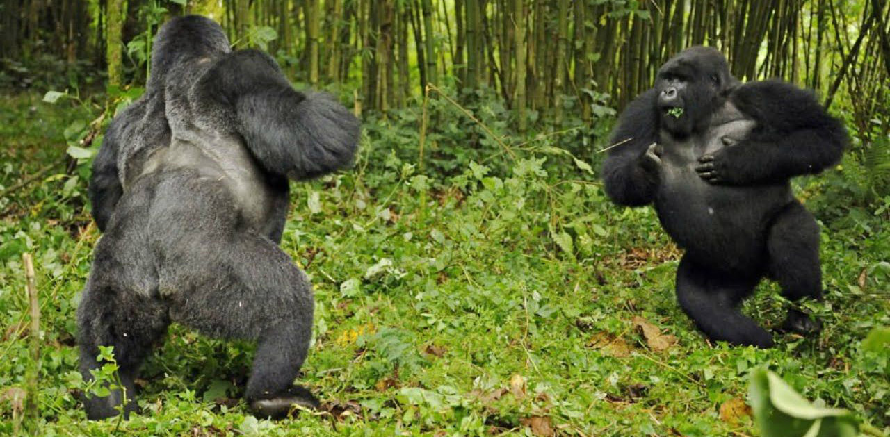 Silverback gorillas in Volcanoes national park