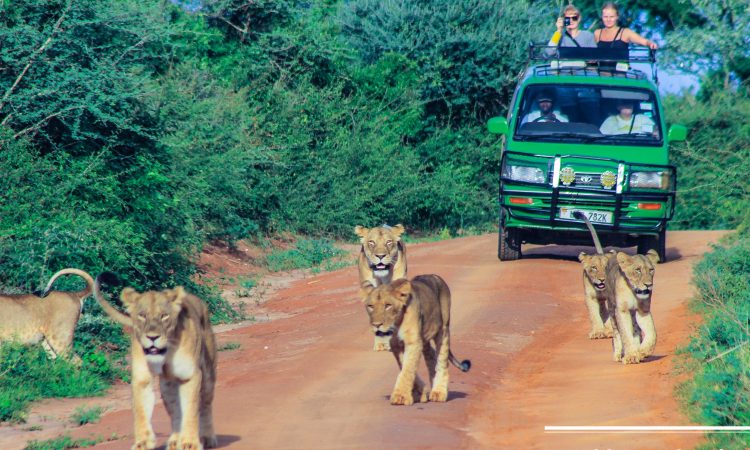 The Tale of Lions in Rwanda 