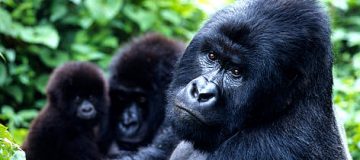 Mountain gorilla Lifespan