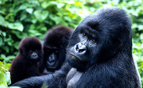 Mountain gorilla Lifespan