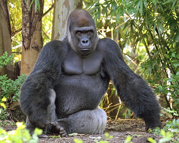 Eastern Lowland Gorillas in Congo