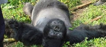 Gorilla poaching