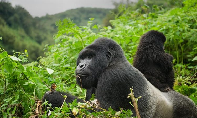 Gorilla poaching in Rwanda