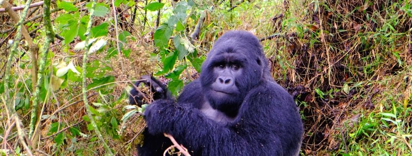 Are gorillas strong?