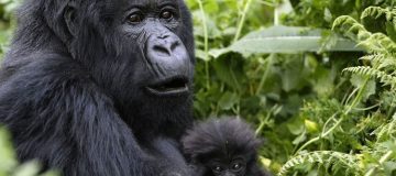 Mountain gorilla Lifespan