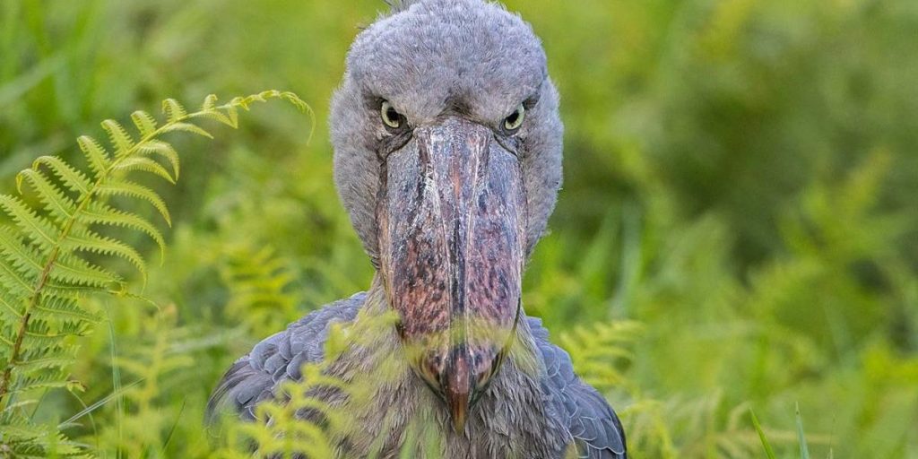 Facts About Shoe Bill Stork