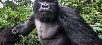 Are gorillas dangerous to human beings