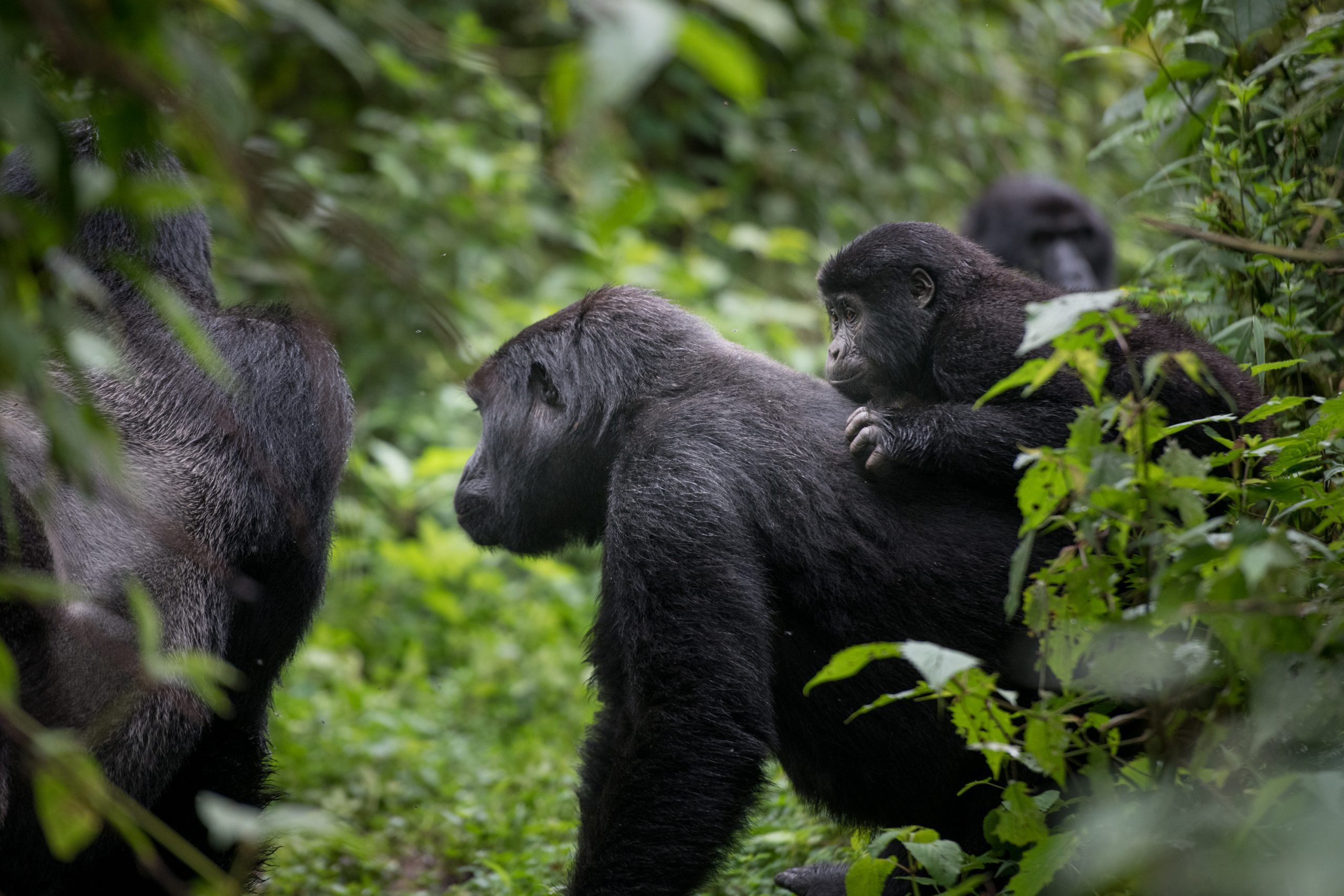 Reasons to Visit Rwanda 2022