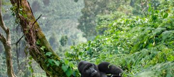 A Cross-Border Primate Adventure