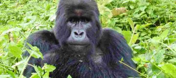 Reasons for Gorilla Trekking in Uganda