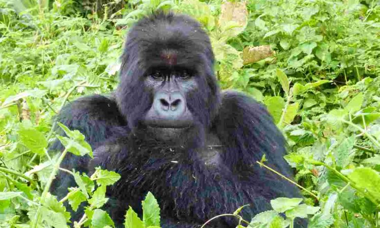 Top Tourist Attractions in Uganda 2022