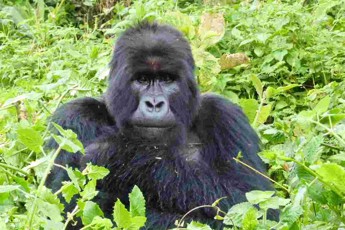 gorilla trekking in Uganda