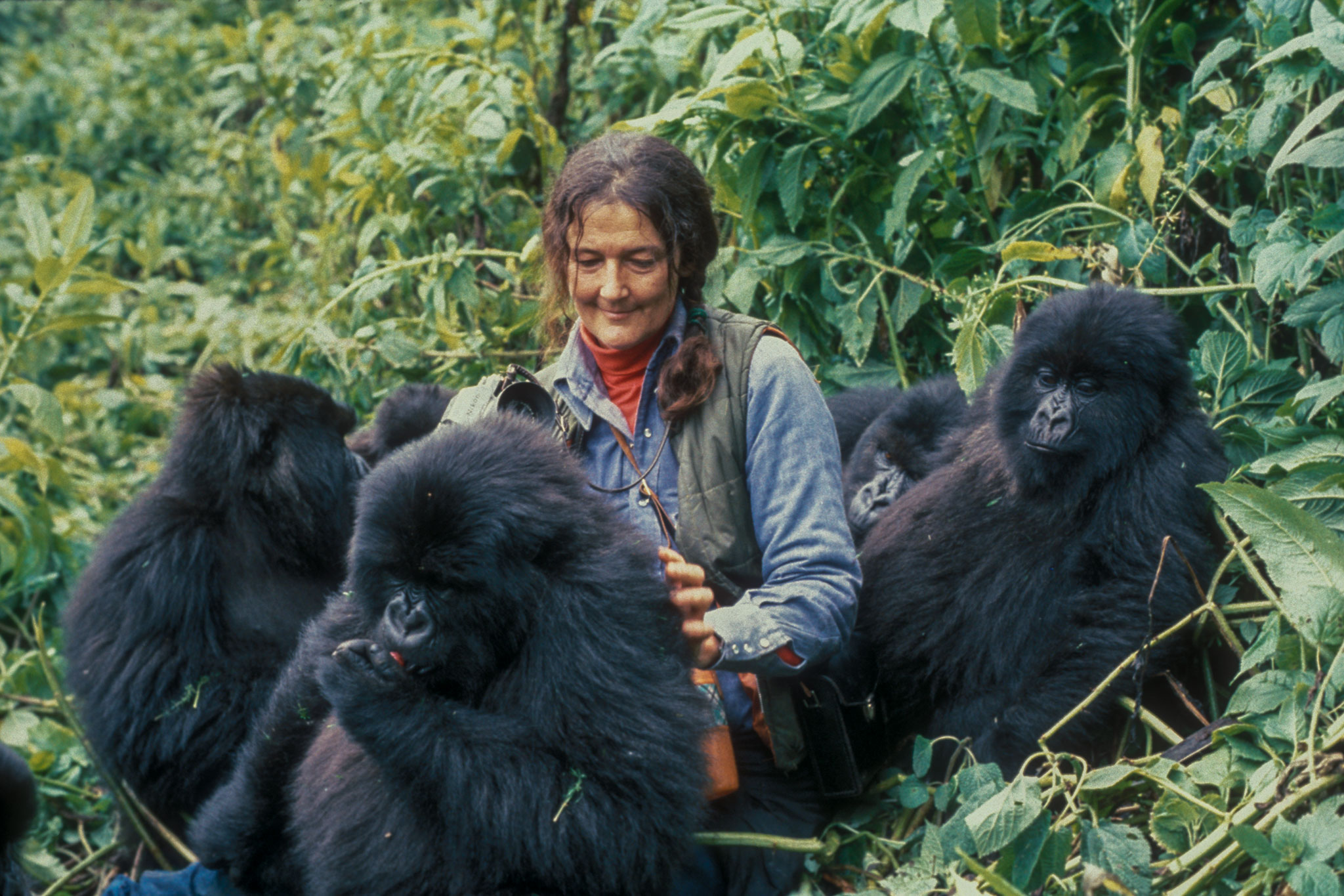 Dain Fossey Hike Permit