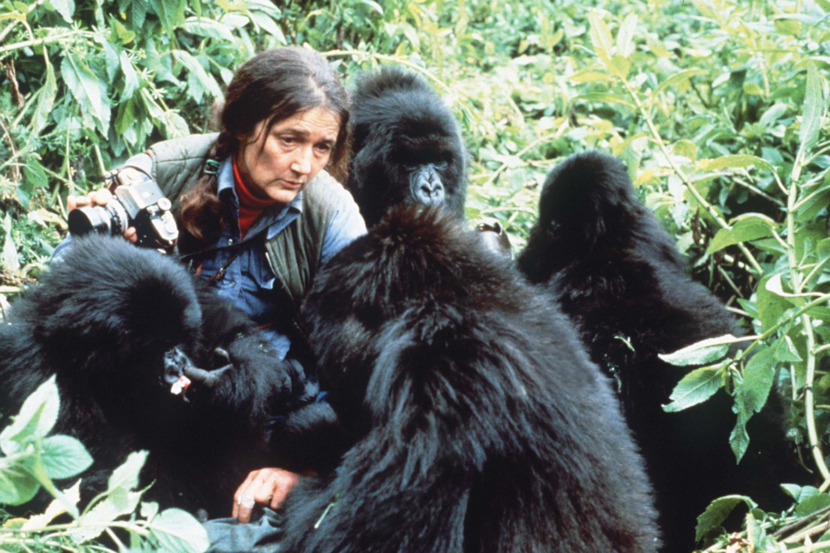Dian Fossey’s history