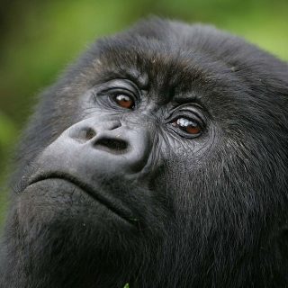 Why you should visit Rwanda this Year 2023