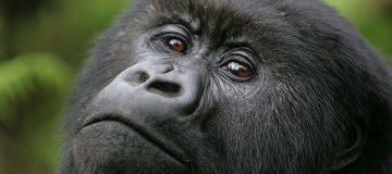 What to expect on a gorilla trekking in Rwanda