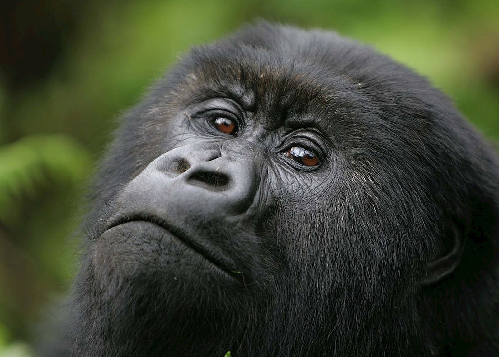 Most Popular Gorilla Family Group in Rwanda 