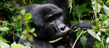 Age Limit for Gorilla trekking in Rwanda