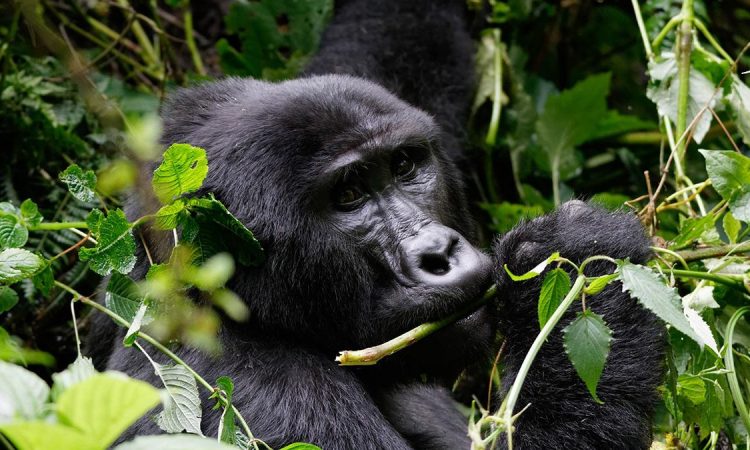 Age Limit for Gorilla trekking in Rwanda