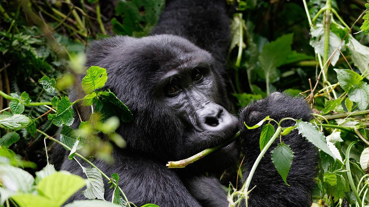 Age Limit for Gorilla trekking in Rwanda 