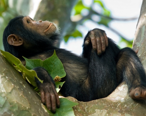 Kyambura gorge chimpanzee trekking