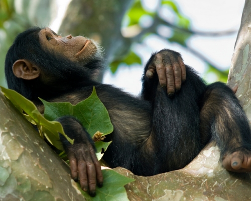 Chimpanzee trekking in Kyambura gorge