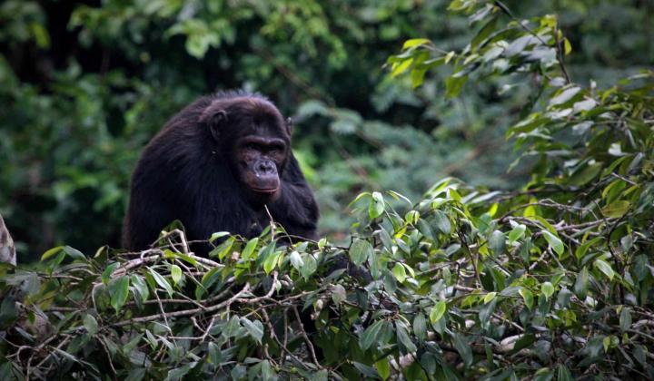 A Week Tour Of Rwanda's National Parks And Wildlife Reserves