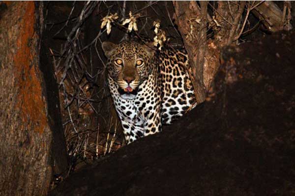 Latest news from Akagera national park