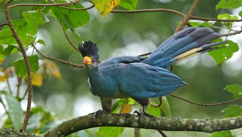 Africa Birding Safaris