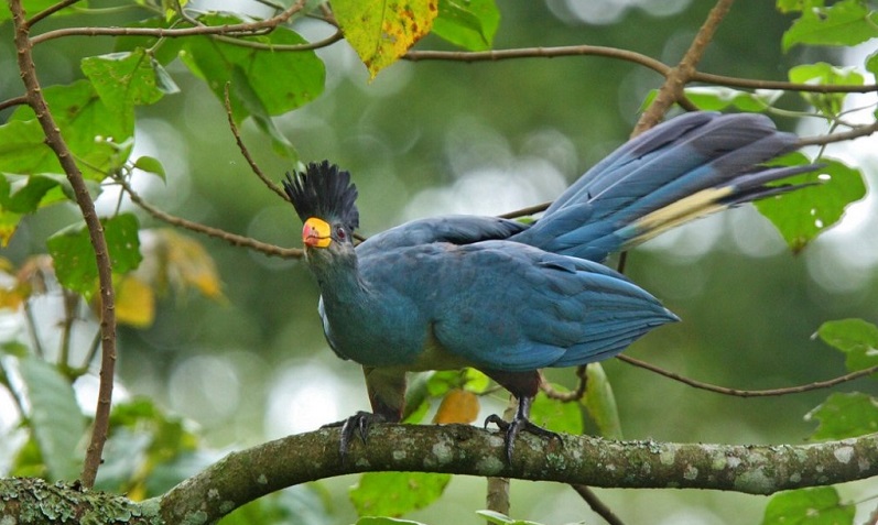 Packing List for Birding in Rwanda