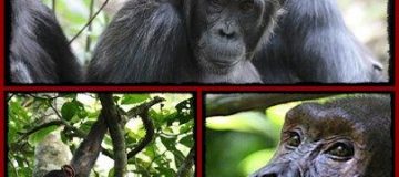 Primate Safaris in Uganda 2022