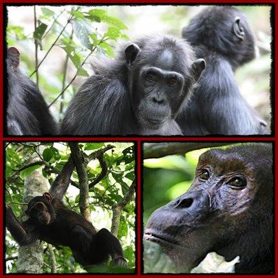 Chimpanzee trekking in Kibale National Park Vs Queen Elizabeth National Park 