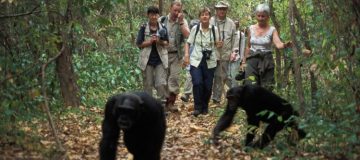 A trip to trek with chimps in Rwanda