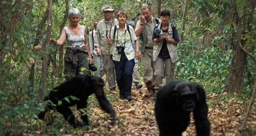 Gishwati Mukura national park