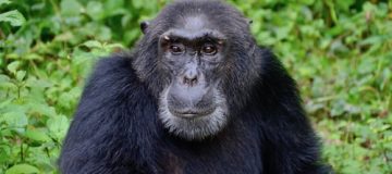 Age Limit for Gorilla Trekking in Africa