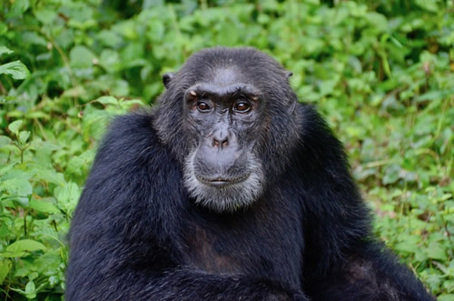 Age Limit for Gorilla Trekking in Africa