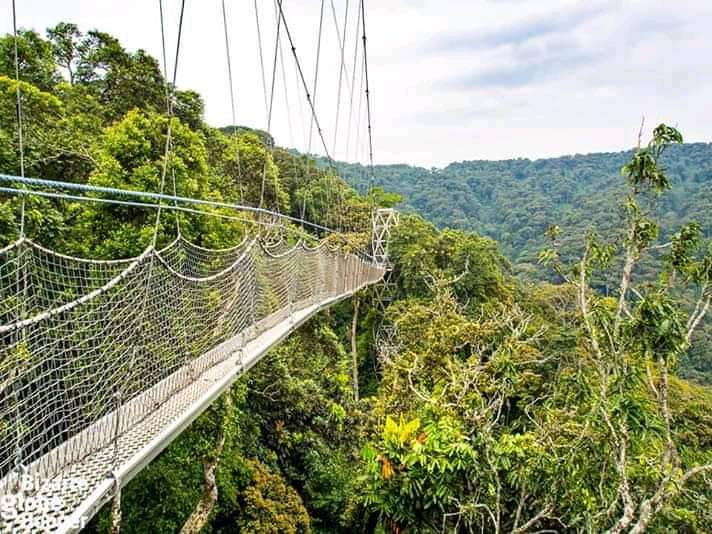 Top Activities in Nyungwe National Park 2022