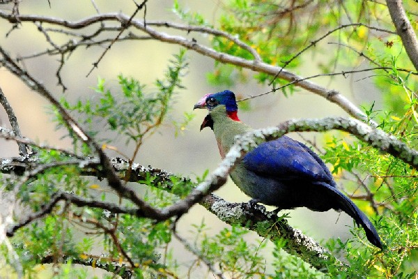 Gishwati Mukura national park