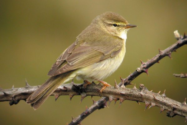 Birding Safaris in Uganda 